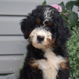 Marina - Tri-color female Bernedoodle puppy in Honey Brook, Pennsylvania from Green Ridge Puppies