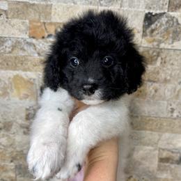 Oriole - Black and white male Bernedoodle puppy in Midland, Michigan from Northern Charm Farm