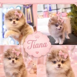 TIANA - Pomeranian