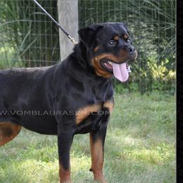 Mara - Rottweiler