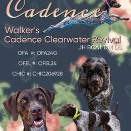 Cadence - German Shorthaired Pointer