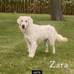 Zara - Golden Retriever