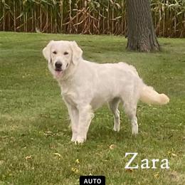 Zara - Golden Retriever