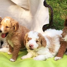 Bernedoodles and Goldendoodles from Fancy Farm Manor Doodles