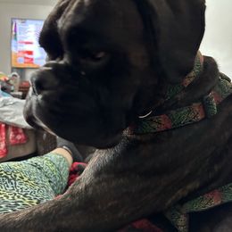 Stryker - Boxer