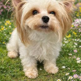 Bella Golddust - Tan and white female Yorkshire Terrier puppy in San Diego, Temecula, Ontario, California from Yorkie & Maltese Royalty