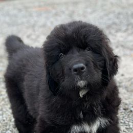 Newfoundland Puppies from Majestic Gentle Giants