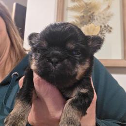 Charlie - Black and tan male Shih Tzu puppy in Carrollton, Ohio from Becker Hollow