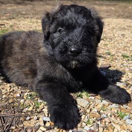 Hickory - Brindle male Bouvier des Flandres puppy in Drury, Missouri from Black Bears Critters