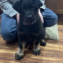 German Shepherd Puppies from Drachenhaus Shepherds
