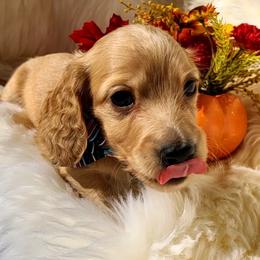 Waylon Jennings - Red male Dachshund puppy in Waynesboro, Tennessee from Owl Hollow Farm Miniature Dachshunds