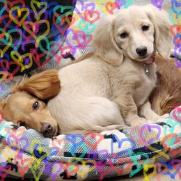 Dachshund Puppies from Davinner's Doxies