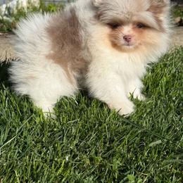 Lyla - Lavender female Pomeranian puppy in Newark, Ohio from Keeperofstars Pomeranians