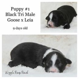 Puppy 1 - Black tri male Miniature American Shepherd puppy in Ellensburg, Washington from Wiggle Rump Ranch