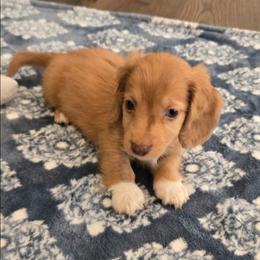 Boy 3 - Red male Dachshund puppy in Indian Trail, North Carolina from Ridgewood Farms