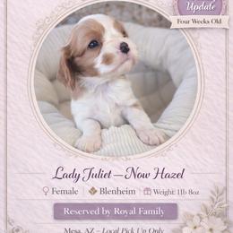 Lady Juilet - Blenheim female Cavalier King Charles Spaniel puppy in Mesa, Arizona from Comfort Royalty Cavaliers