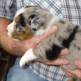 Australian Shepherds and Papillons from Otto’s Australian Shepherds and Papillons