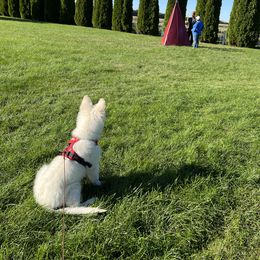 Berger Blanc Suisse Puppies from Nasha Comanda White Swiss Shepherds