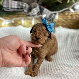 Bernedoodle and Poodle Puppies from Miranda’s Sunshine Poodles and Doodles