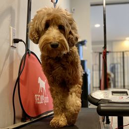 Australian Labradoodle Puppies from Starlight Ridge Australian Labradoodles