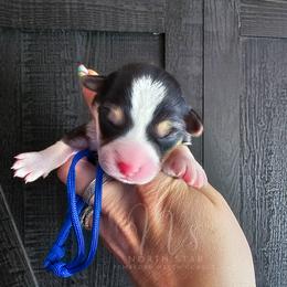 Eucalyptus - Black and tan female Pembroke Welsh Corgi puppy in Fortine, Montana from North Star Pembroke Welsh Corgi's