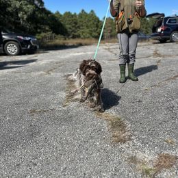 Wirehaired Pointing Griffon Puppies from Pine Barren Griffons