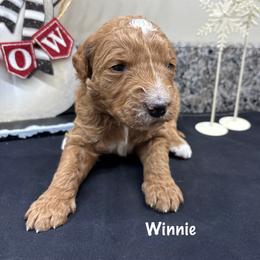 Winnie - Red  female Goldendoodle puppy in Annville, Pennsylvania from Bellegrove Goldendoodles