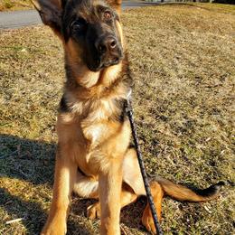 German Shepherd Puppies from Von Kunstlerisch