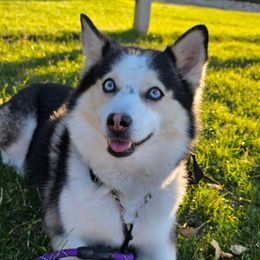 Rio - Pomsky