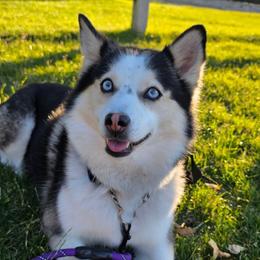 Rio - Pomsky