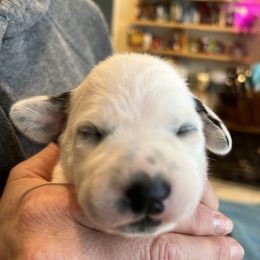 Dalmatian Puppies from Queen of Hearts Dalmatians