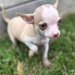 Tiny Minnie (  will be 3-4 pounds full grown) - Gold and white female Chihuahua puppy in Alvord, Texas from Gift of Gods Favor