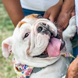 Nori - Bulldog