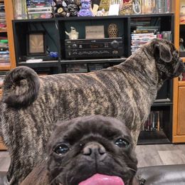 Pug puppies from Kayla's Pugs