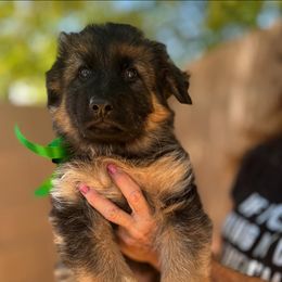 "Khaleesi, green girl (2022)" German Shepherd Puppies from Schonwasser Shepherds