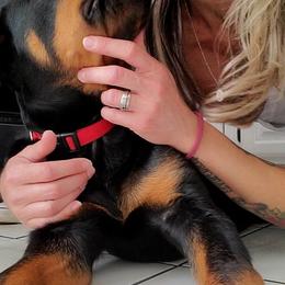 Rottweiler Puppies from Iron Clad Rottweiler