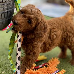 Australian Labradoodle Puppies from Cascade Canyon Labradoodles