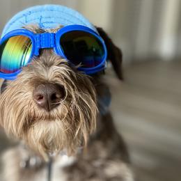Miniature Schnauzers from Deluxe Mini Schnauzers