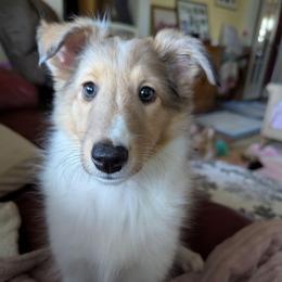 Elenore - Sable merle and white female Shetland Sheepdog puppy in Franklinville, North Carolina from Jennette Chaney's Shetland Sheepdogs