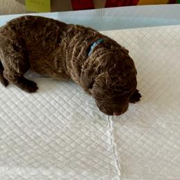 Blue collar - Brown male Chesapeake Bay Retriever puppy in North Port, Florida from Whispering Oak Chesapeakes