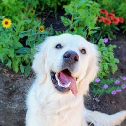 Tessa - Golden Retriever