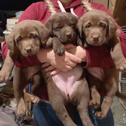 Labrador Retriever Puppies from Skyfire