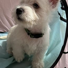West Highland White Terrier Puppies from Must Love Westie Dogs