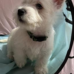 West Highland White Terrier Puppies from Must Love Westie Dogs