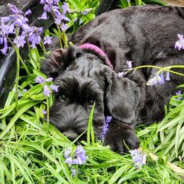 Lavendar - Black Giant Schnauzer puppy in Forest Grove, Oregon from Wessels Giant Schnauzers
