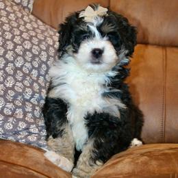 Poppy READYTODAY - Tri-color female Bernedoodle puppy in Apple Creek, Ohio from Kathryn Troyer