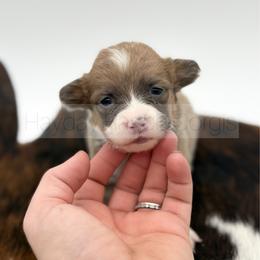 Peppermint - Red female Pembroke Welsh Corgi puppy in Rozet, Wyoming from Hayday Ranch Corgis