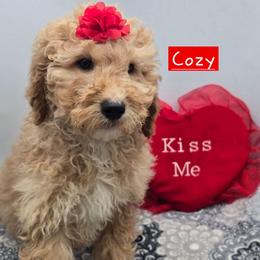 Cozy - Apricot female Goldendoodle puppy in Neillsville, Wisconsin from Granton Creek