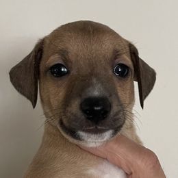 Boy 4 - Red Italian Greyhound puppy in Myrtle Creek (3 Hr South Of Portland), Oregon from Ziggy's Iggys Northwest