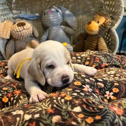 Ray - Lemon and white male Beagle puppy in Meridianville, Alabama from Spear Haven Beagles (formerly Spear Lake Beagles)